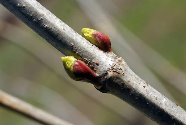 Viburnum Κλαδιά Μπουμπούκια Στις Αρχές Της Άνοιξης — Φωτογραφία Αρχείου