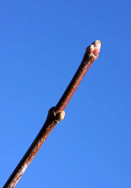 早春に蕾を持つ楓の枝 — ストック写真