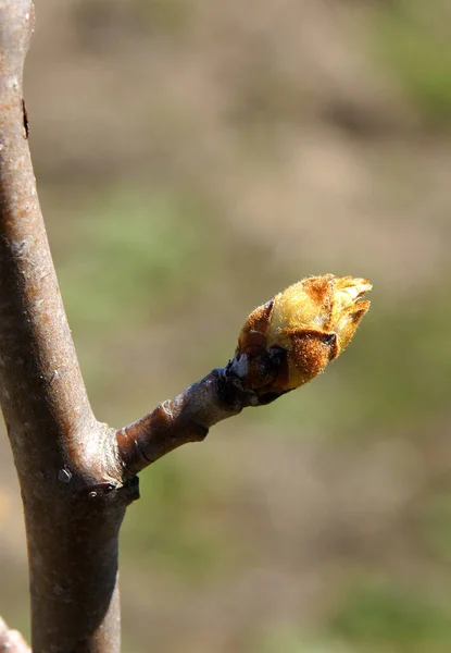 Bahar Başında Tomurcuklu Armut Ağacı Dalları — Stok fotoğraf