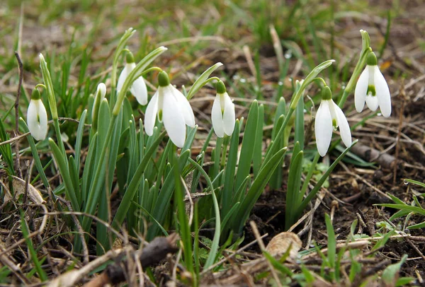 Άνθη Από Μικρά Βολβώδη Πολυετή Ποώδη Φυτά Galanthus — Φωτογραφία Αρχείου