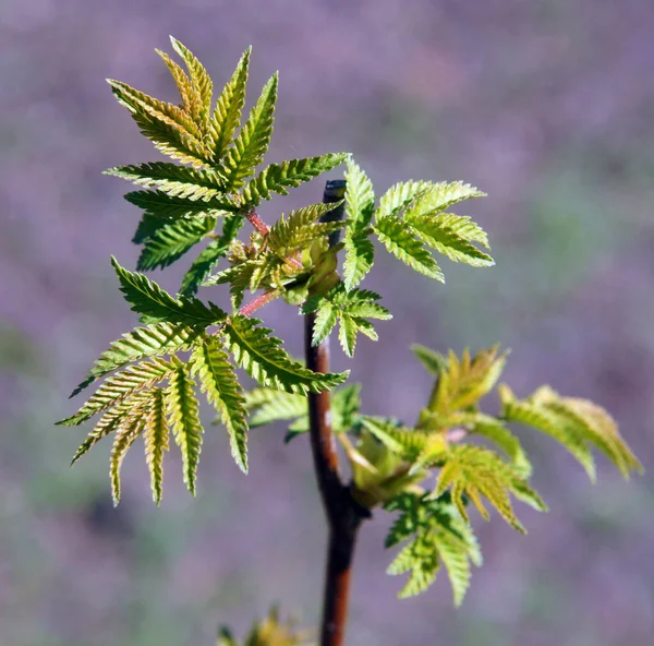 Mladé Listy Rhus Chinensis Raném Stádě — Stock fotografie