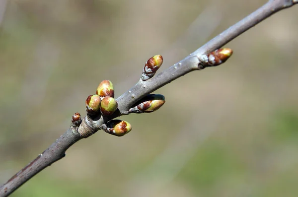 Ramas Cerezo Con Brotes Principios Primavera —  Fotos de Stock