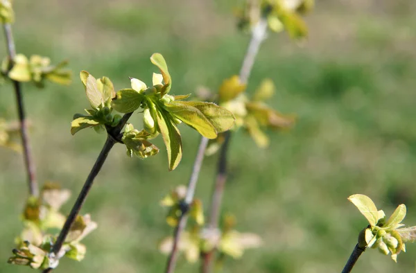 Ramas Madreselva Azul Con Brotes Principios Primavera — Foto de Stock