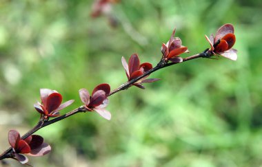 Bahar başında tomurcukları ve taze yaprakları olan böğürtlen dalları. Yerel odaklanma ve alanın sığ derinliğine sahip resim