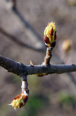 Bahar başında tomurcukları olan armut dalları. Yerel odaklanma ve alanın sığ derinliğine sahip resim
