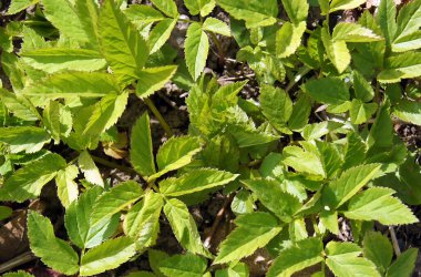 Baharın başında toprak ağası (Aegopodyum podagraria). Yerel odaklanma ve alanın sığ derinliğine sahip resim