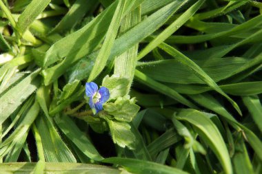 Spring Speedwell (Veronica chamaedrys) bitkileri ilkbaharın başlarında küçük mavi çiçekli. Yerel resimle