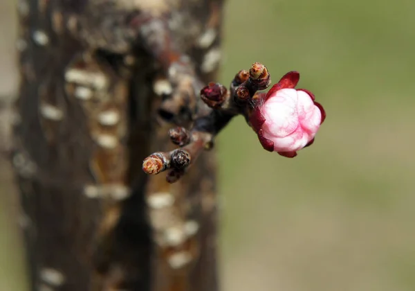 Bahar Başında Tomurcukları Olan Kayısı Ağacı Dalları Yerel Odaklanma Alanın — Stok fotoğraf