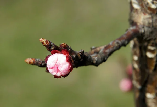 Aprikosenzweige Mit Knospen Zeitigen Frühjahr Bild Mit Lokaler Fokussierung Und — Stockfoto