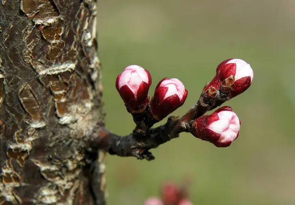 Ramos Damasco Com Botões Início Primavera Imagem Com Foco Local — Fotografia de Stock