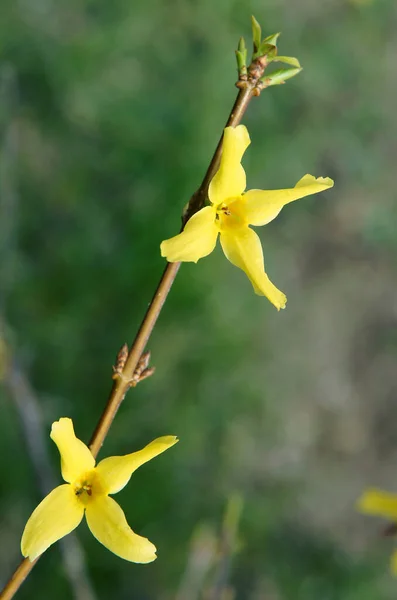 Ветви Forsythia Желтыми Цветами Ранней Весной Изображение Локальной Фокусировкой Поверхностной — стоковое фото