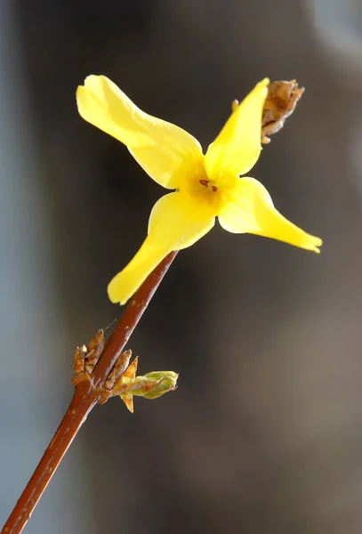 Forsythia Grenar Med Gula Blommor Tidigt Våren Bild Med Lokal — Stockfoto