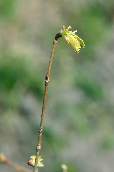 早春に芽を持つヨーロッパのスズメバチの木の枝 局所焦点距離と被写界深度の浅い画像 — ストック写真
