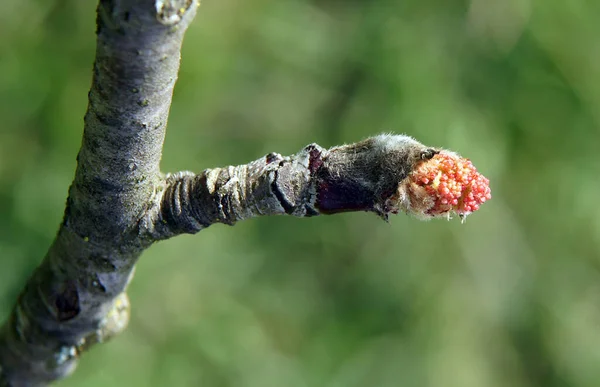 Ευρωπαϊκά Κλαδιά Δέντρου Sorbus Aucuparia Μπουμπούκια Στις Αρχές Της Άνοιξης — Φωτογραφία Αρχείου