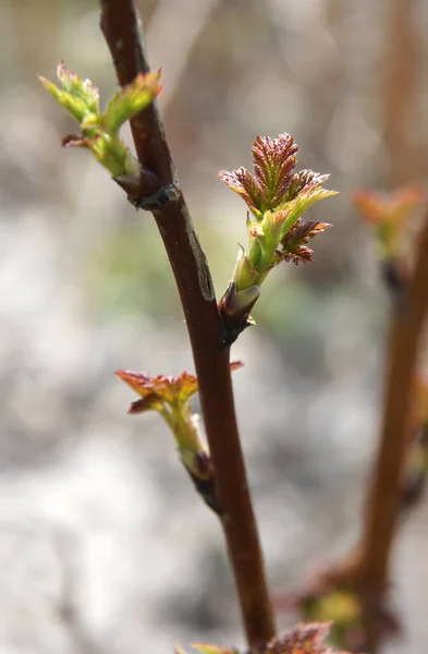 Κόκκινα Κλαδιά Βατόμουρου Rubus Idaeus Μπουμπούκια Στις Αρχές Της Άνοιξης — Φωτογραφία Αρχείου