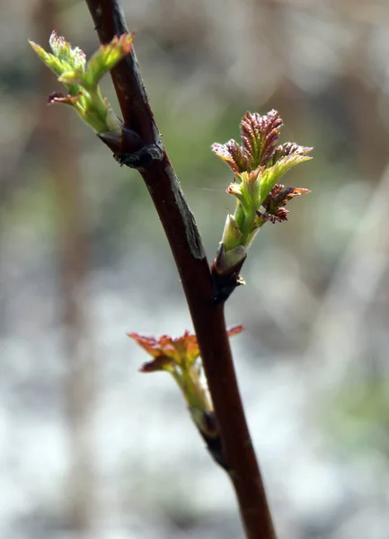 Framboesa Vermelha Rubus Idaeus Ramos Com Botões Início Primavera Imagem — Fotografia de Stock