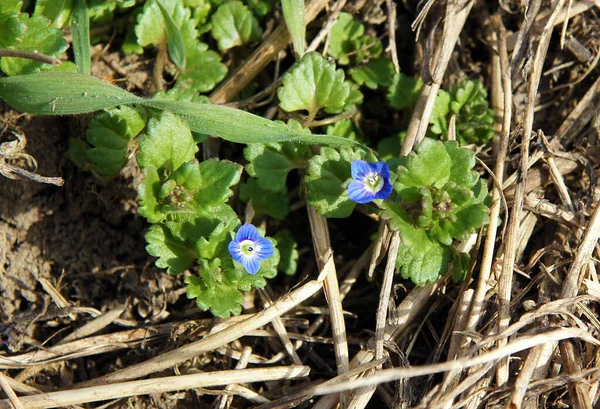 Spring Speedwell Veronica Chamaedrys Bitkileri Ilkbaharın Başlarında Küçük Mavi Çiçekli — Stok fotoğraf