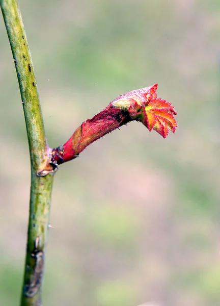 Ramas Rosa Rubiginosa Con Brotes Principios Primavera Imagen Con Enfoque — Foto de Stock