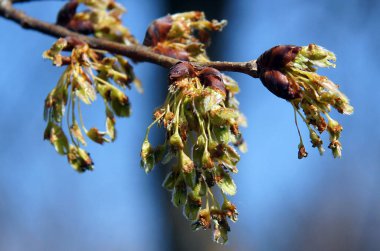 Karaağaç (Ulmus minör değirmeni) İlkbaharın başlarında şişkinlik. Yerel odaklanma ve alanın sığ derinliğine sahip resim