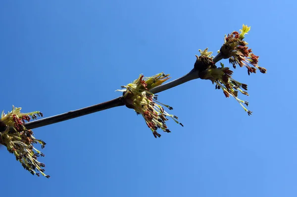 Lkbaharın Başında Kutu Yaşlısı Acer Negundo Inflorescence Yerel Odaklanma Alanın — Stok fotoğraf