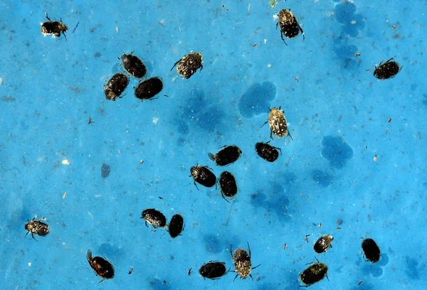 Der Gefährliche Schädling Tropinota Hirta Wird Von Der Blauen Farbe — Stockfoto