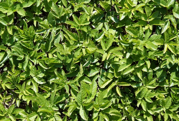 Ground Elder Aegopodium Podagraria Early Spring Natural Background — Stock Photo, Image