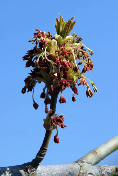 Box Elder Acer Negundo Вздулся Начале Весны Изображение Локальной Фокусировкой — стоковое фото