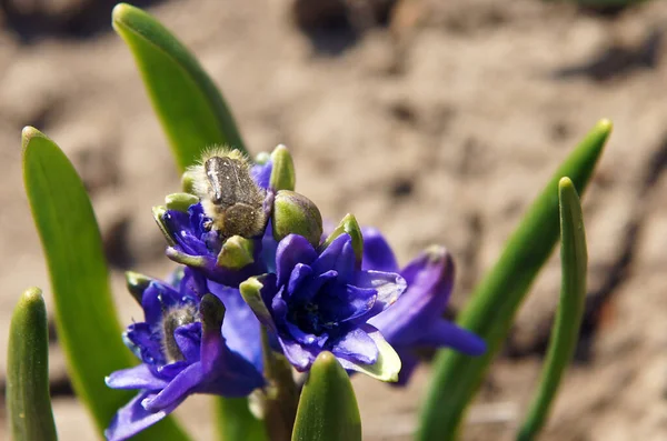 Mavi Sümbül Çiçekleri Üzerinde Tehlikeli Haşere Tropinota Hirta Böceği Yerel — Stok fotoğraf