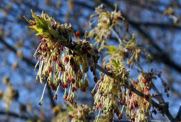 Box Elder (Acer negundo) inflorescence in early spring. Image with local focusing and shallow depth of field