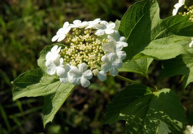 Genç Guelder Gülü (Viburnum opulus) genç Infloresces erken sprin