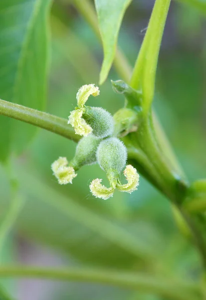 Ovary Young Fruits Walnut Spring — Stock Photo, Image