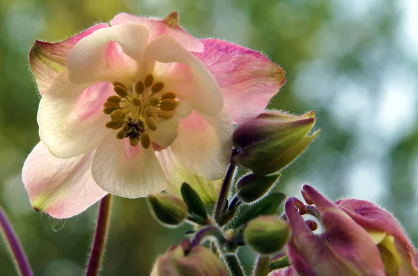 Hermosas Flores Frescas Columbina Aquilegia Vulgaris — Foto de Stock
