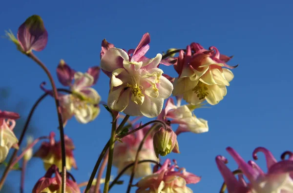 Krásné Čerstvé Květiny Columbine Aquilegia Vulgaris — Stock fotografie