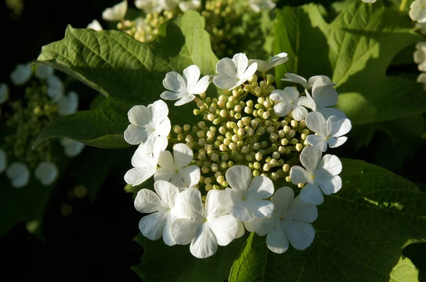 Infiorescenze Giovani Guelder Rosa Viburnum Opulus All Inizio Della Primavera — Foto Stock