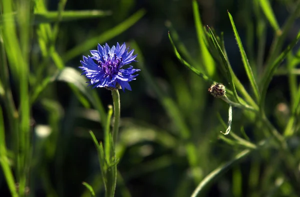 Flores Milho Azuis Florescentes Fundo Verde Brilhante — Fotografia de Stock