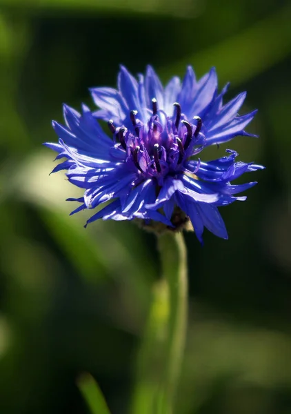 Flores Maíz Azules Fondo Color Verde Brillante — Foto de Stock