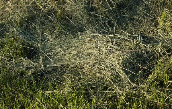 天然の背景としての新鮮な干し草の質感 — ストック写真