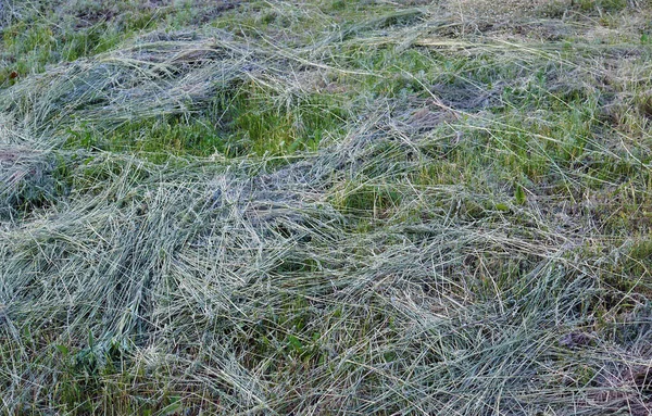 Textura Fresca Del Heno Como Fondo Natural — Foto de Stock