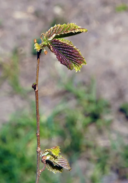 Ramas Árboles Carpe Europeos Con Brotes Principios Primavera Imagen Con — Foto de Stock