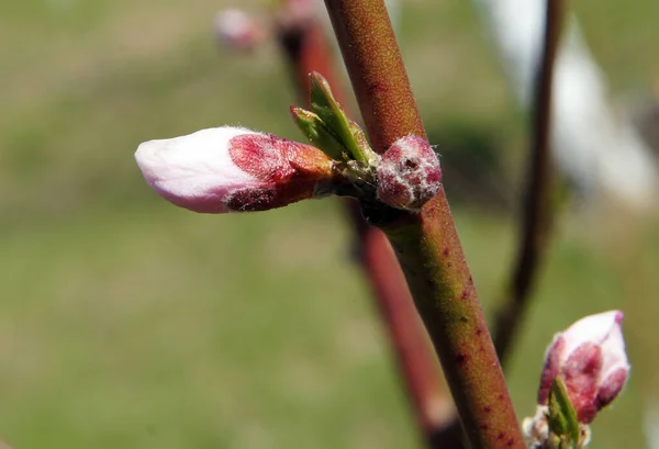 Melocotón Prunus Persica Ramas Árboles Con Brotes Principios Primavera Imagen — Foto de Stock