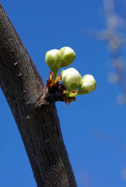 Bahar Başlarında Tomurcukları Olan Avrupa Eriği Prunus Domestica Ağaç Dalları — Stok fotoğraf