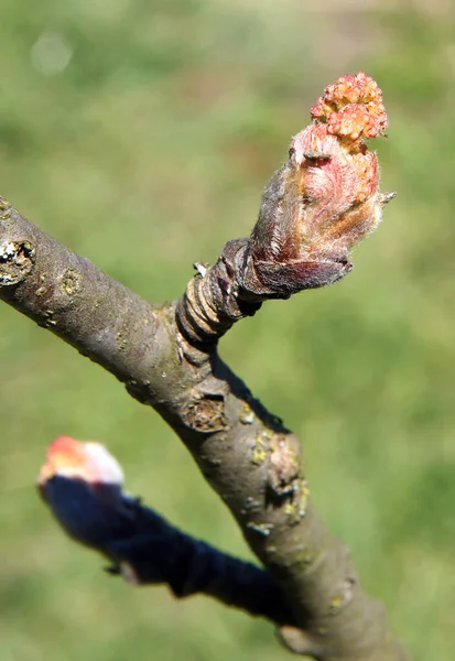 Ευρωπαϊκά Κλαδιά Δέντρου Sorbus Aucuparia Μπουμπούκια Στις Αρχές Της Άνοιξης — Φωτογραφία Αρχείου