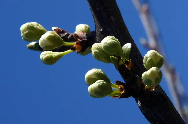 Ciruela Europea Prunus Domestica Ramas Árboles Con Brotes Principios Primavera — Foto de Stock