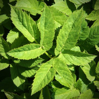 Aegopodyum podagraria (Aegopodyum podagraria) baharın başlarında doğal arka plan olarak