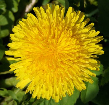 Baharda taze sarı karahindiba (Taraxacum) çiçeği 