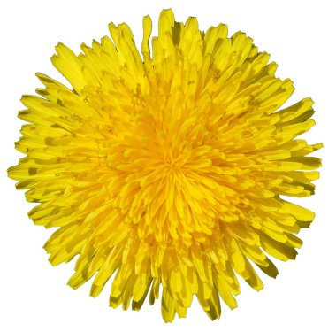 Baharda taze sarı karahindiba (Taraxacum) çiçeği beyaz arka planda izole edilmiştir.