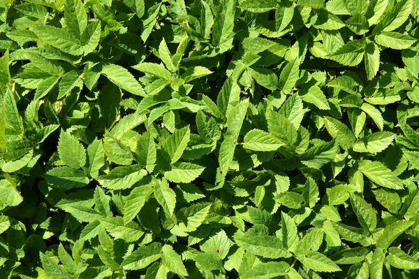 Sureau Haché Aegopodium Podagraria Début Printemps Comme Fond Naturel — Photo