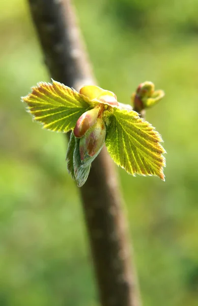 Загальні Гілки Ліщини Corylus Avellana Молодим Листям Початку Весни Зображення — стокове фото