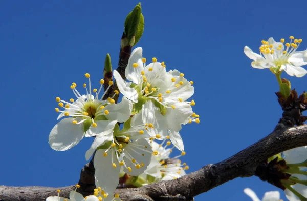 Flowers on plum tree in early spring. Image with local focusing and shallow depth of field