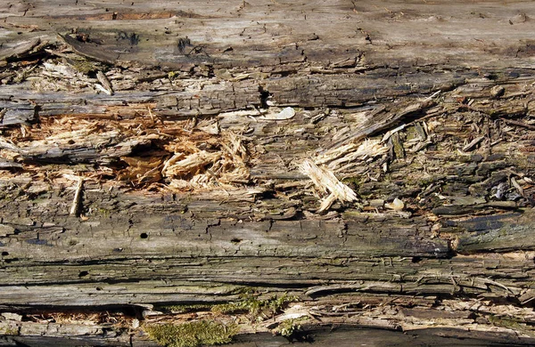 Ormanda Harap Olmuş Bir Ağaç Gövdesinin Resimsel Dokusu — Stok fotoğraf